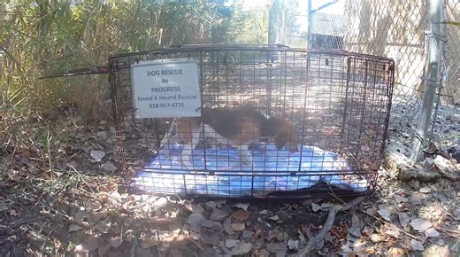 134K views · 1.4K reactions | Today is Cookie’s 17 year old human...