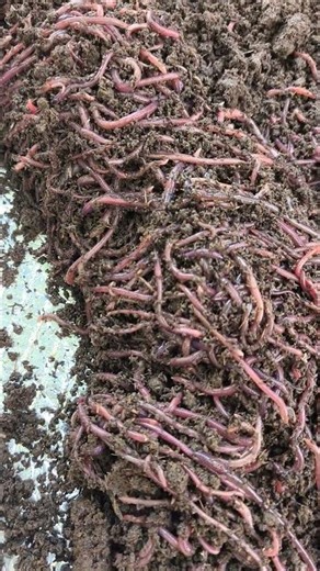 Cung cấp trùn giống bố mẹ Farm Vương Trùn Quế 0349816802 #dichtrunque #farm #vuongtrunque #garden
