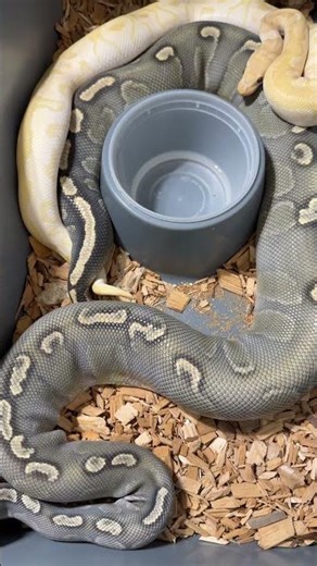 I love this pairing!!! #hypo #ballpythons #clownballpython #chocolate