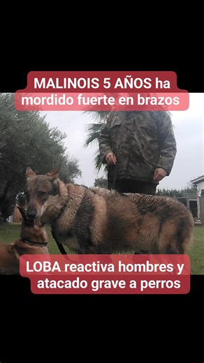Donde esta la magia? yo no la encuentro....SEMANAS INTENSAS DE TRABAJO LLEVO CON ESTOS DOS LOK@S... para intentar sacarlos palante.Fuerza, dedicacion, sacrificio y constancia es la mejor magia aunque hoy este diluviando. | Manuel Pacheco Ruda