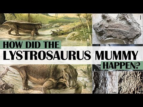 How did the Lystrosaurus Mummy Happen?