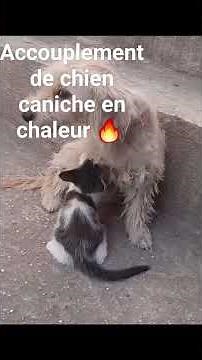 accouplement de chien 🐶 caniche 🐩 en chaleur 🔥