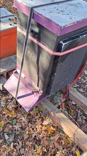 Winterizing the bee hive. #honeybees