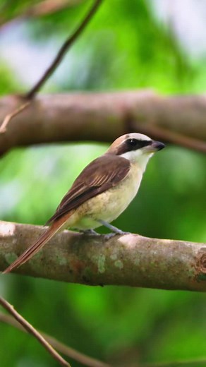 “Boom Tarat Tarat” takes on a new meaning. Introducting the “Butcher Bird”. #brownshrike #wildlifeencounters #learnontiktok #philippinewildlife #birdsoftiktok #biodiversity #philippinebiodiversity