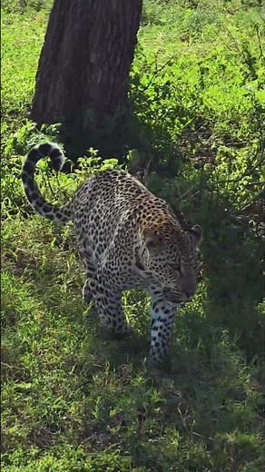 One of Africa’s Most Beautiful Predators – The Leopard