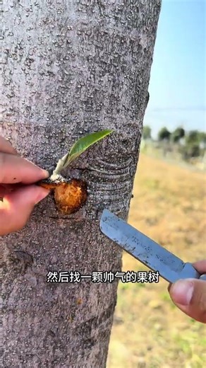 用鋼管嫁接果樹方法 #果樹嫁接 #嫁接技術