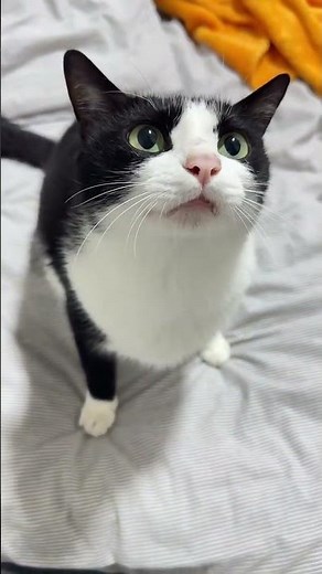 Fierce One Minute, Cuddly the Next 😼❤️ Tuxedo Cat Mood Swings | Funny Black & White Cat Moments