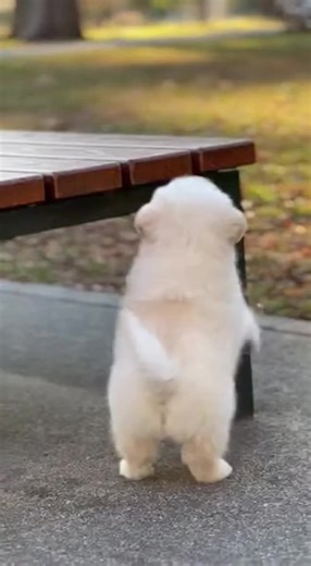 Hilarious Dog Fails That Will Make You Laugh! 😂