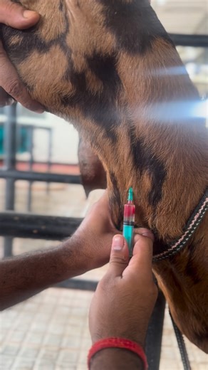 Vet Bells | Intravenous inj in Goat | IV | Jugular | Vetbells | #vetbells #youtube #doctor #animals #dog | Instagram