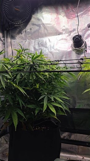 LST Scrog Netz #420 #cannabisgrow #indoorgrow #cannabiscommunity #grow #lovegrowinggreen