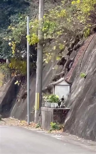 猿の大群 どこ行くの？大量のサルが移動する動画