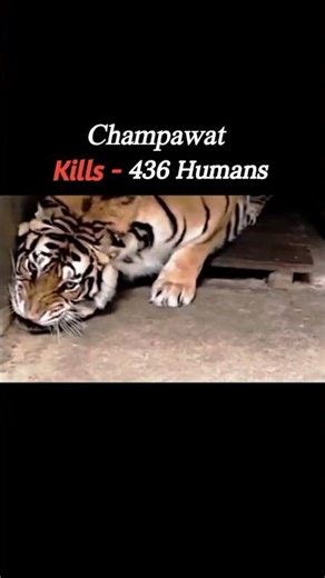 Tiger that turned out to be : Man - Eaters #shorts