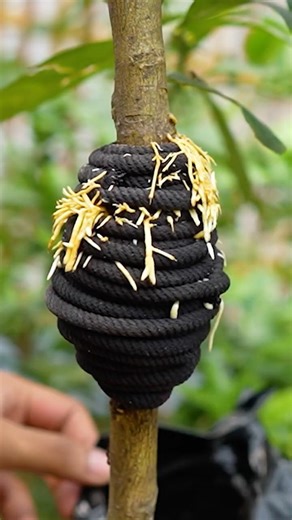 🍋Grow Lemon Tree Propagation - Massive Roots in Faster with 100% Success!