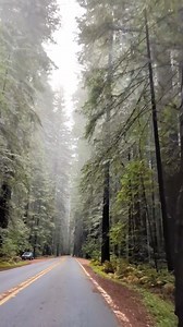 9.8K views · 716 reactions | Take a peaceful drive through groves of giant redwoods.  You’ll want to add this activity to the top of your Redwood Coast bucket list! Find more bucket list things to do (and see!) in the 2023 California Visitor’s Guide: https://bit.ly/3wH6FVt  @bebam06 on IG | Visit California | Facebook