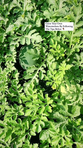 Grow Your own watermelons • 1. Choose the Right Location: Watermelons need plenty of sunlight to grow, ideally around six to eight hours of full sunlight each day. Pick a spot in your garden that gets plenty of sunshine. Additionally, watermelons require well-draining soil that's rich in organic matter. Avoid planting watermelons in areas that are prone to flooding or have poor drainage. 2. Prepare the Soil: Before planting watermelons, it's important to prepare the soil. Watermelons thrive in s