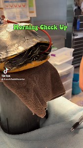 It’s Turtle Tuesday! 🐢 We’re here with a patient update on the Peninsula Cooter patient (23-5295) that underwent surgery for a shell repair last week. Unfortunately, this turtle was struck by a car that caused severe fractures to the shell. Our veterinary team has created a treatment plan to include frequent doctor checks to ensure the shell is healing properly and a supportive environment that includes swim time as shown in this video. This is a critical part of the recovery process and provid