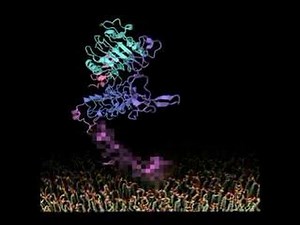 Activation mechanism of EGF receptor