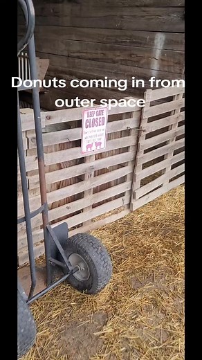 Donut Dog Farm Morning Routine with Pyrenees Working Dog