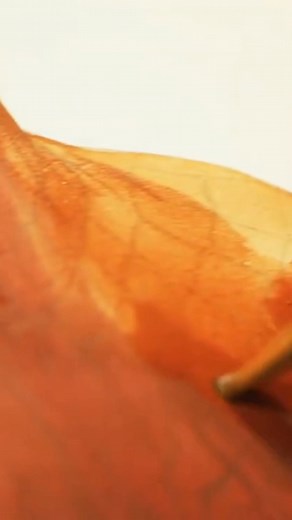 The day I learned what Spider-Man actually looked like #SpiderMan #PeterParker #comicbooks #comics #comicart #artists | Alex Ross