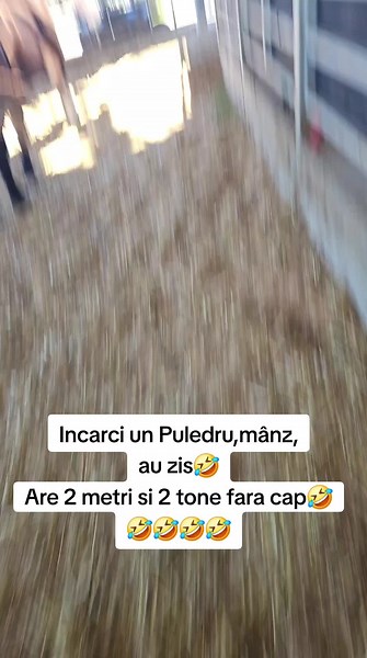 #percheron #france #viral #iisus #zamolxe