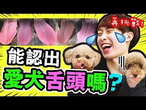 【🕵🏼難倒所有主人的問題#2】史上「最難猜的題目」竟是⋯？😵崩潰～能找出MUFFIN和BROWNIE嗎🐶...(中字)