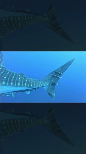 Returning from the Cocos Island Expedition just in time for #SharkAwarenessDay!