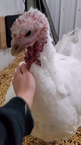It's Adopt a Turkey season! Millions of these beautiful indigenous North American birds are violently killed in the name of tradition every Thanksgiving in the United States. Thankfully, farmed animal sanctuaries like Farm Sanctuary have very successful programs that encourage people to virtually adopt a turkey instead of killing one. THIS is how to give thanks. 🙏🦃🧡 Adopt a turkey at Farm Sanctuary: AdoptATurkey.org | Animal Save Movement