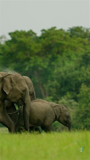10K views · 380 reactions | Elephants in Sri Lanka  Wild...