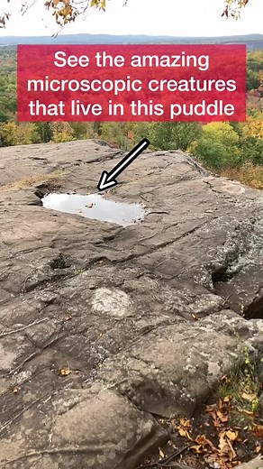 Microorganisms like the ones in this video are adapted to resist periods of desiccation. When water is not available, they enter into a state of ‘suspended animation’ and then, rainwater is all it takes for the microorganisms to come back to life! . It is amazing to think that life is everywhere and that even a temporary puddle is a micro-ecosystem full of life. For these microorganisms, this puddle of rainwater in the middle of the forest is their world! . These are the microorganisms that you