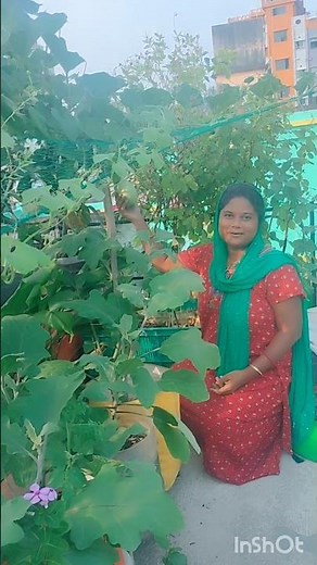 শীতের প্রথম লাউ ছাদ বাগানের প্রস্তুত হয়ে গিয়েছে তাও আবার দুটো🌶️🍎