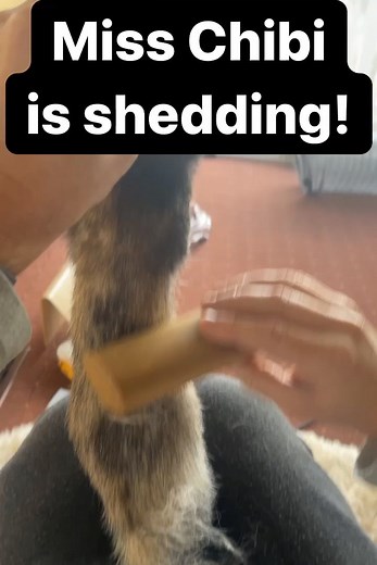 33K views · 378 reactions | 林 It’s shedding season, which means Miss...