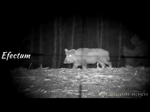 Noktowizor Pard 007A kaliber 8x57 Geco Plus CZ Ergo 600