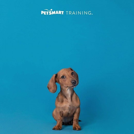 PetSmart on Reels | Facebook