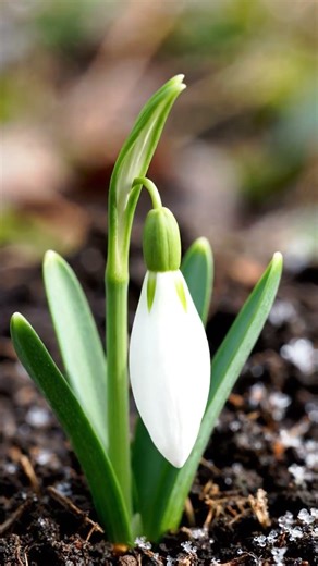 Growing snowdrop. ( गुलचांदणी in Hindi )