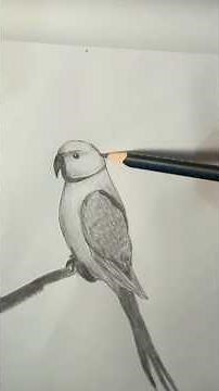 Easy Parrot Pencil Drawing Step by Step | How to Draw a Parrot.