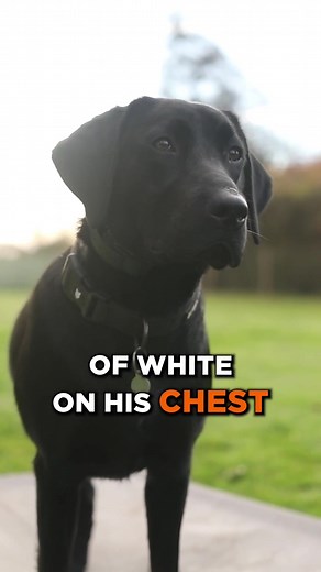 Rare Labrador Colors: Exploring the Rarest Labrador Retriever Shades