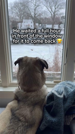 He loves his morning window routine 🥹