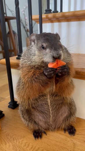 434K views · 13K reactions | It’s like she’s always been a part of their family… 凉 (: @wild_by_nurture) | The Dodo | Facebook