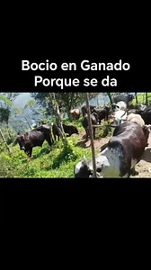 Bocio en el ganado causas y Tratamiento | El Chero Ranchero