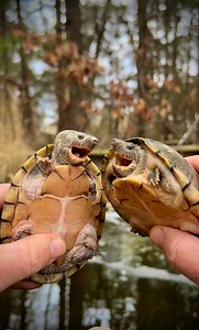 These two turtles look like two old ladies laughing about something! 😂 | Garden State Tortoise
