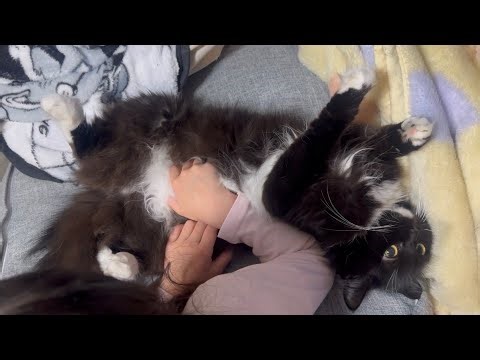 完全無防備な猫とハイタッチをしてくれる猫 ラガマフィン サイベリアンA defenseless cat and another cat giving a high-five.
