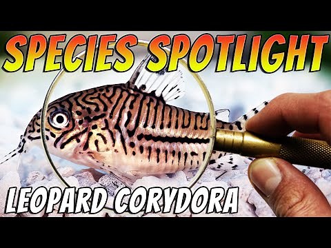 Leopard Corydoras/Three stripe Corydoras - Corydoras trilineatus Freshwater Aquarium Catfish