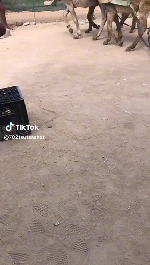 Majoro the boss (@majoro.the.boss)’s videos with original sound - Majoro the boss