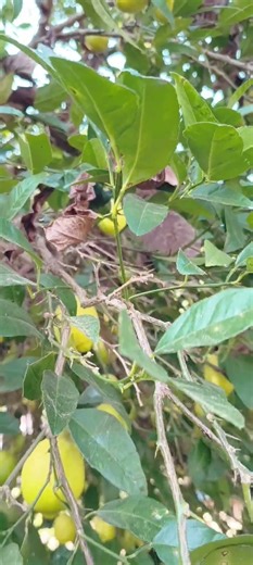 organic gardening | Lemon tree . #organicfarming #natural #lemontree