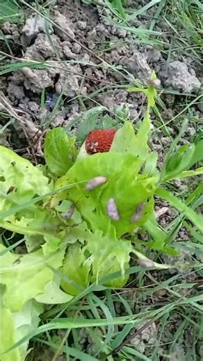 je me suis fait dévorer mes salades