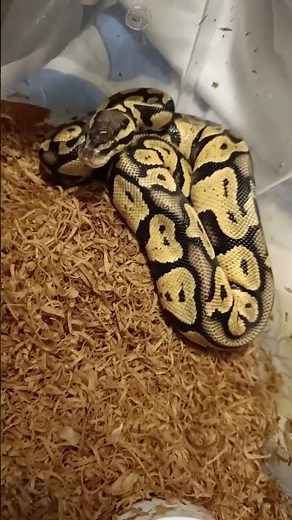 Fire Orange Dream Chocolate Ball Python – Stunning Combo Morph Perfection!