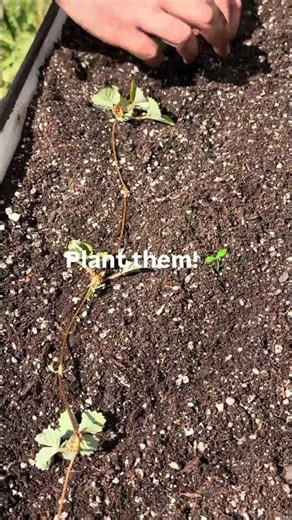 How to Grow More Strawberries (and strawberry runners).