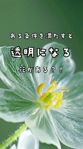 TikTokでフラワーベル | 大切な記念日に毎年お花をさんをチェック！
