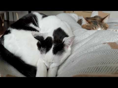 고양이 울음소리와 조용한 배경음악 1시간