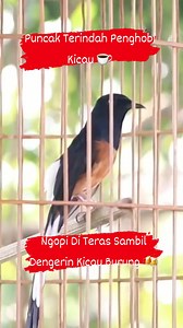 Kicau Murai Batu ☕ | Kicau Indonesia